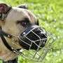 An öffentlichen Plätzen schreibt das Landes-Sicherheitsgesetz Maulkorb oder Leine für Hunde vor